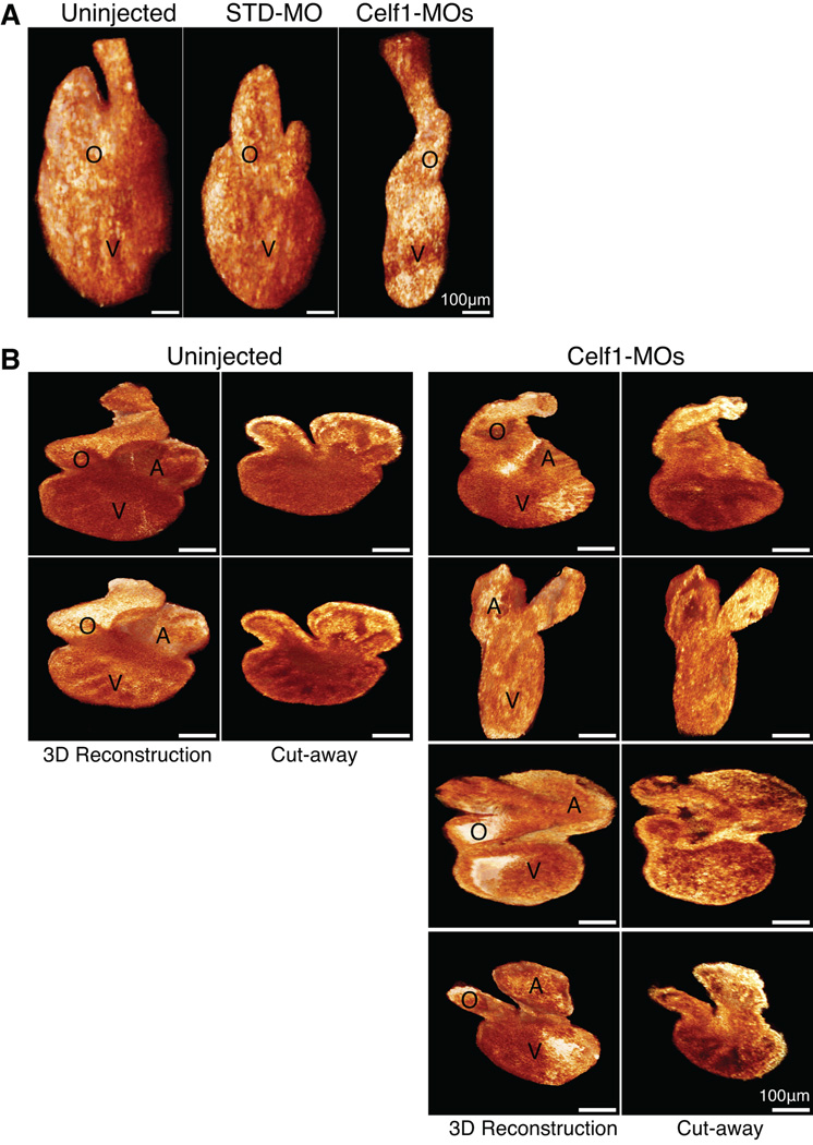 Fig. 8