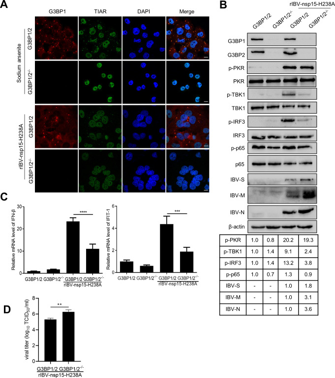 Fig 10