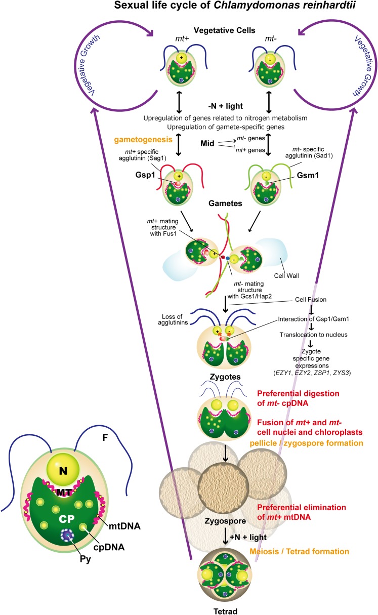 Figure 1.