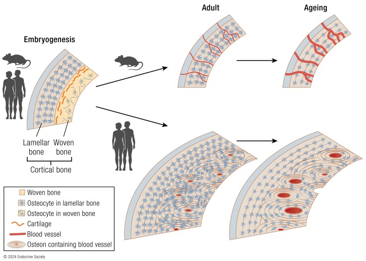 Graphical Abstract