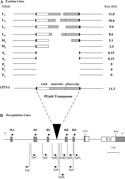 Figure 1.—