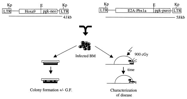 FIG. 1