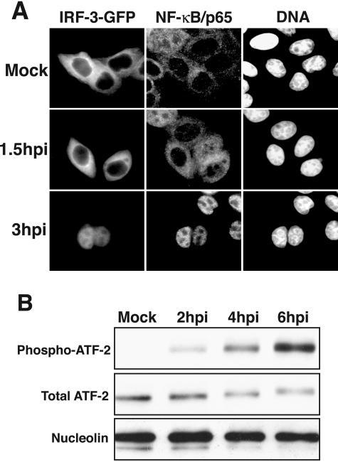 FIG. 2.