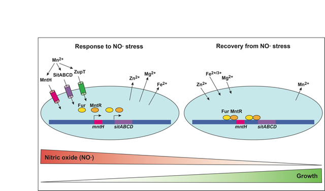 graphic file with name nihms-1639325-f0001.jpg