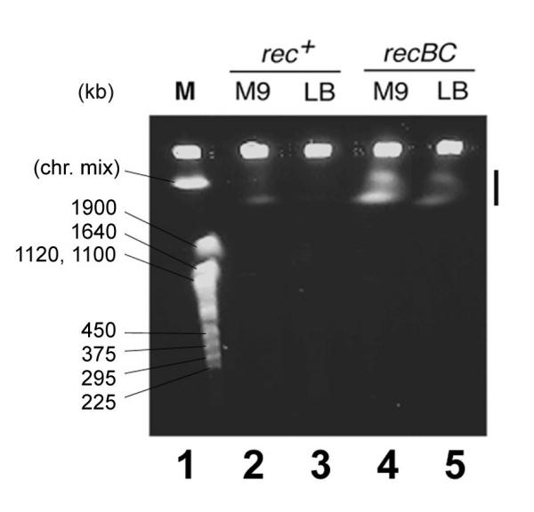 Accumulation Of Large Non circular Forms Of The Chromosome In accumulation-of-large-non-circular-forms-of-the-chromosome-in