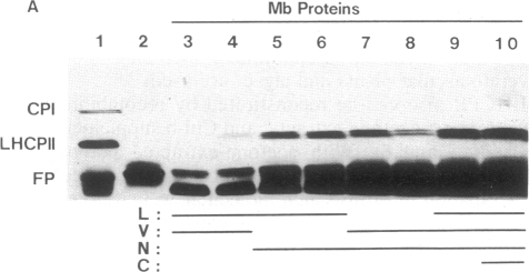 graphic file with name pnas00266-0164-a.jpg