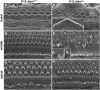 Figure 6.