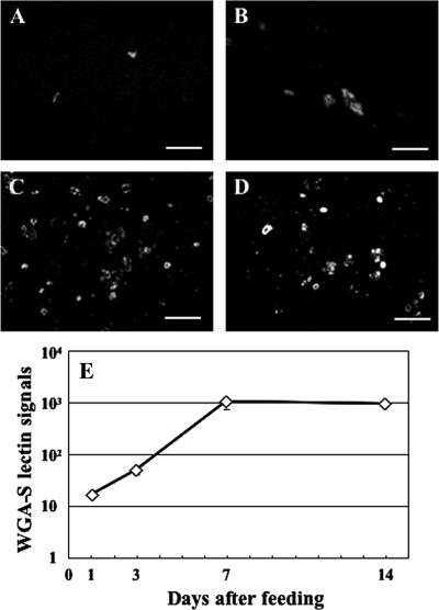 FIG. 4.