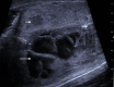 Fig. 8
