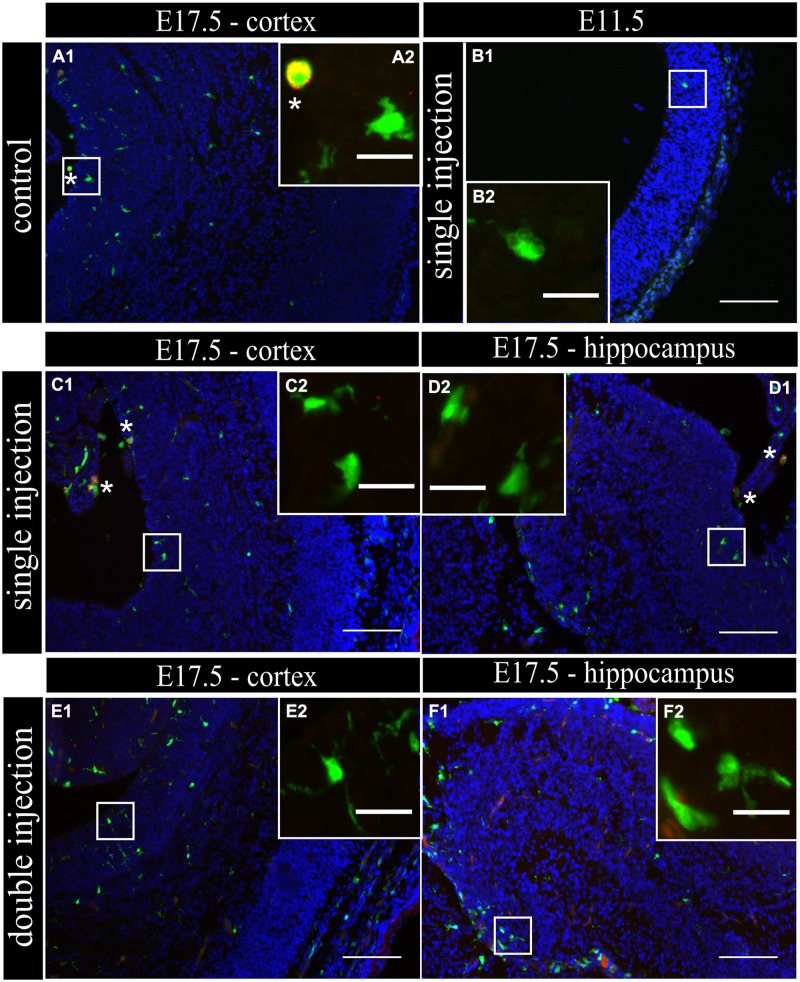 FIGURE 2