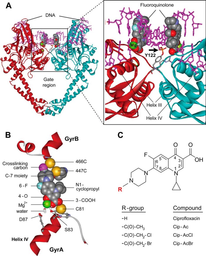 FIGURE 1.