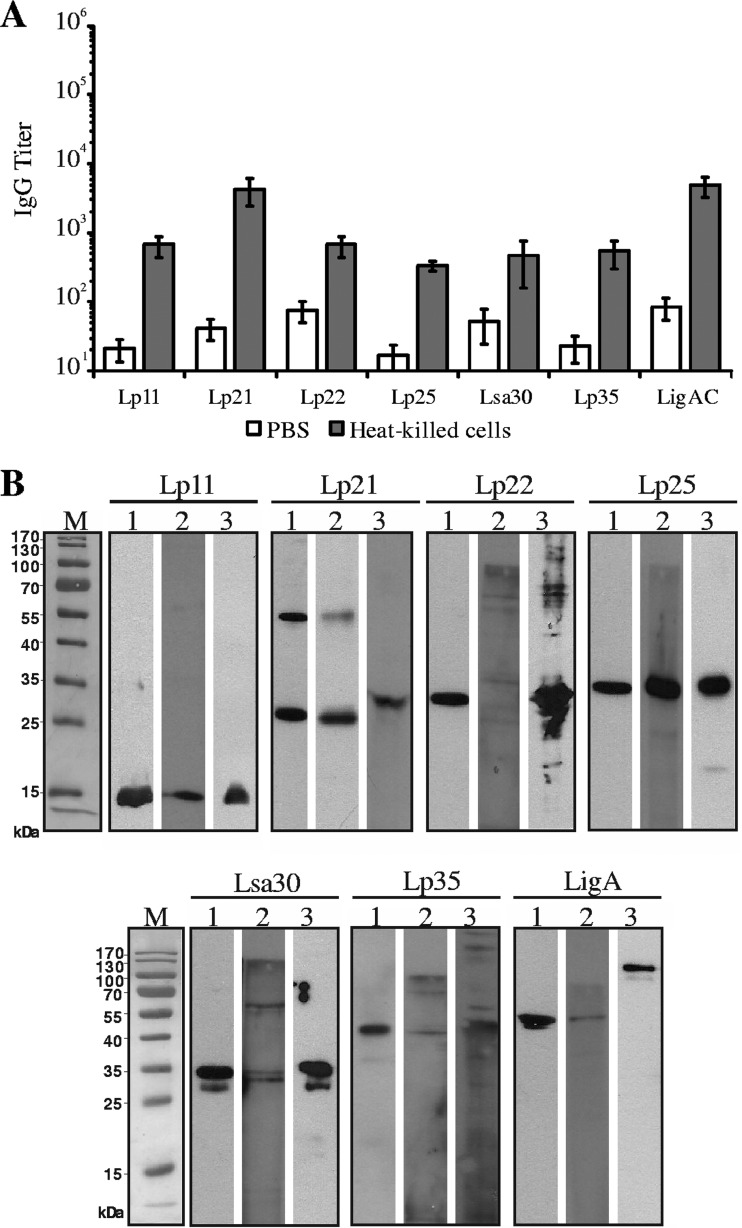 FIG 1