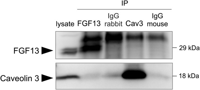 Fig. S4.