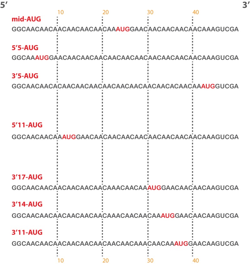 Figure 5—figure supplement 1.