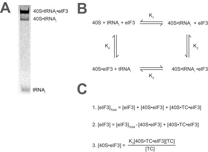 Figure 2—figure supplement 1.