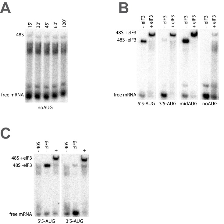 Figure 4—figure supplement 1.