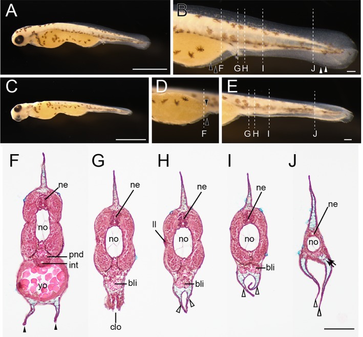 Figure 27