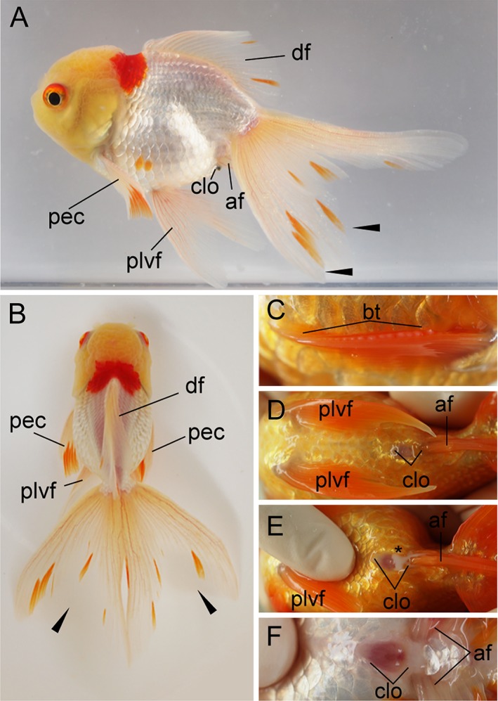 Figure 22