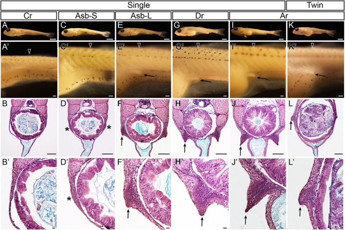 Figure 30