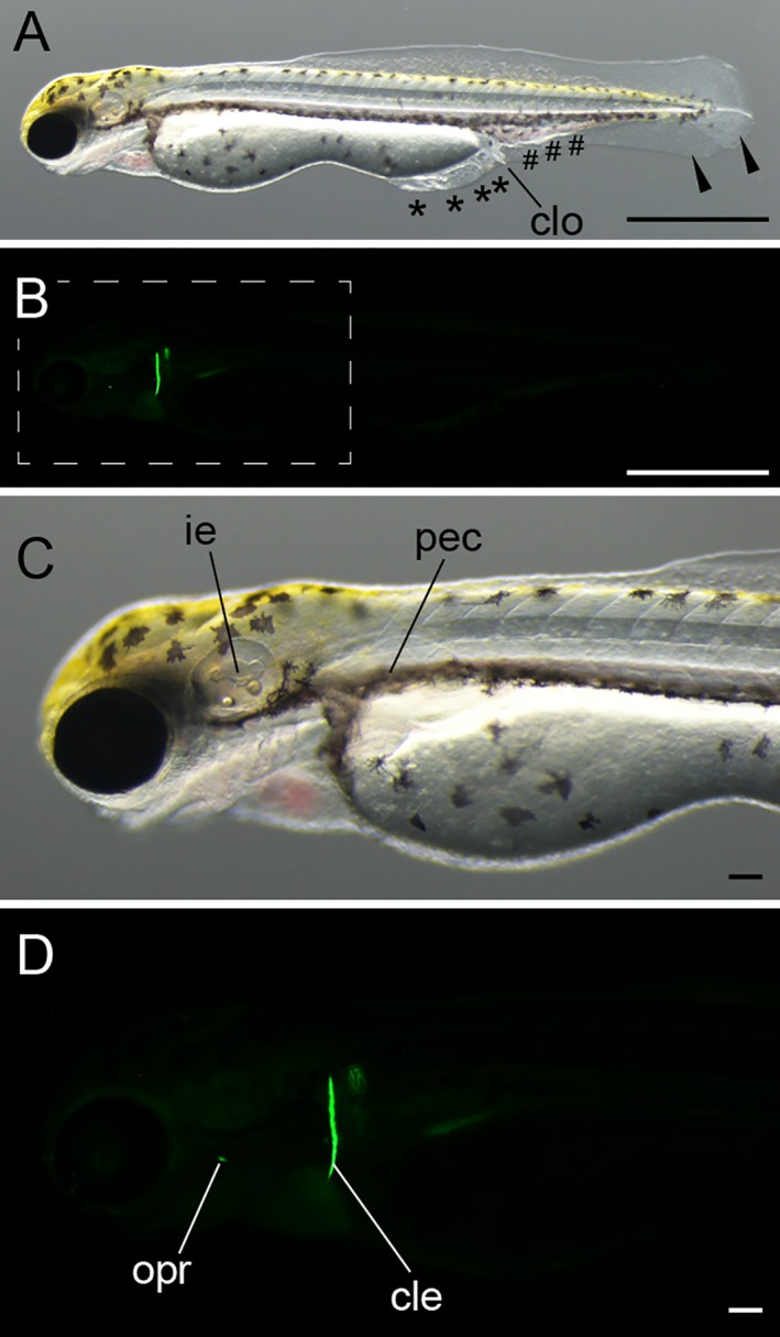 Figure 9