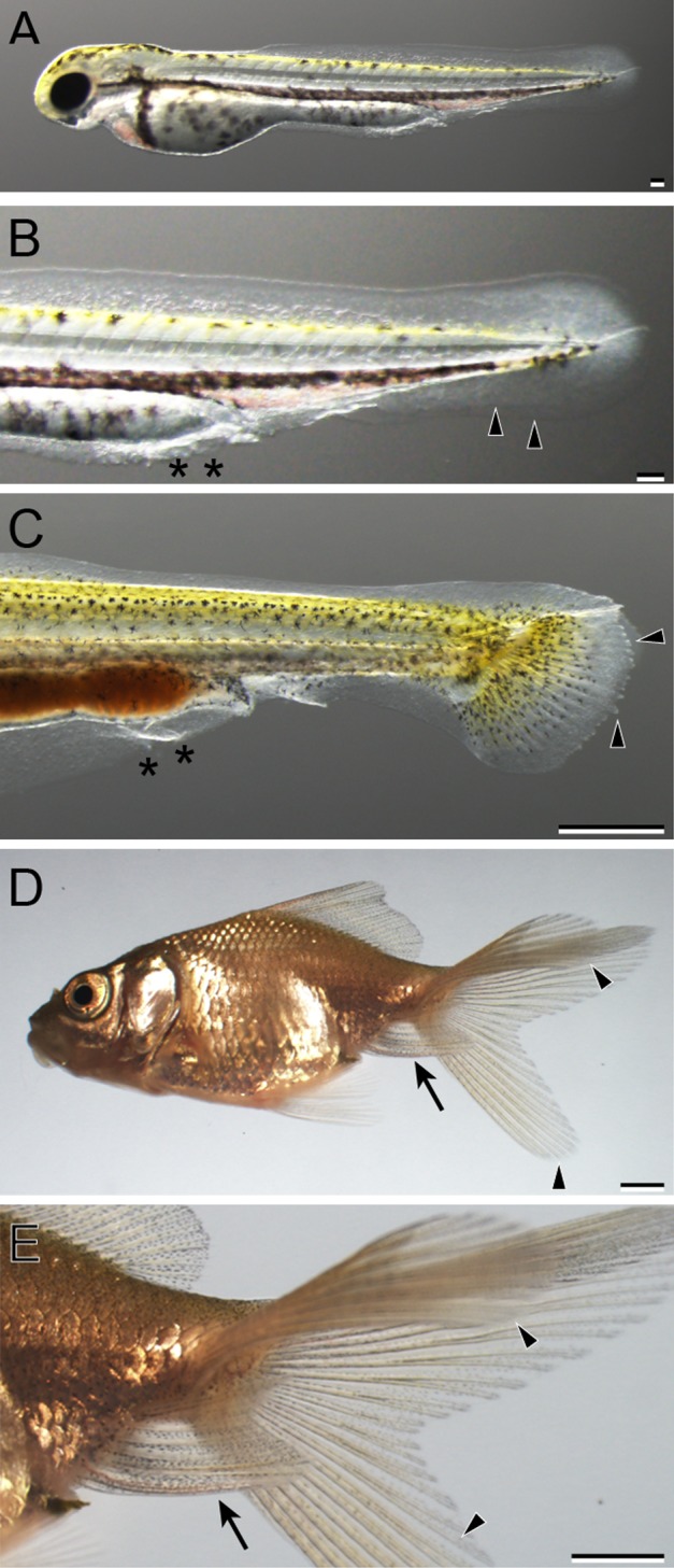 Figure 33