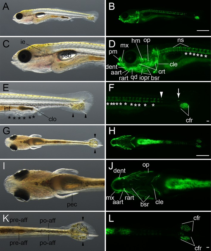 Figure 12