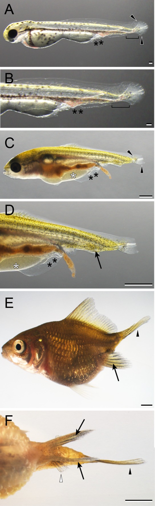 Figure 34