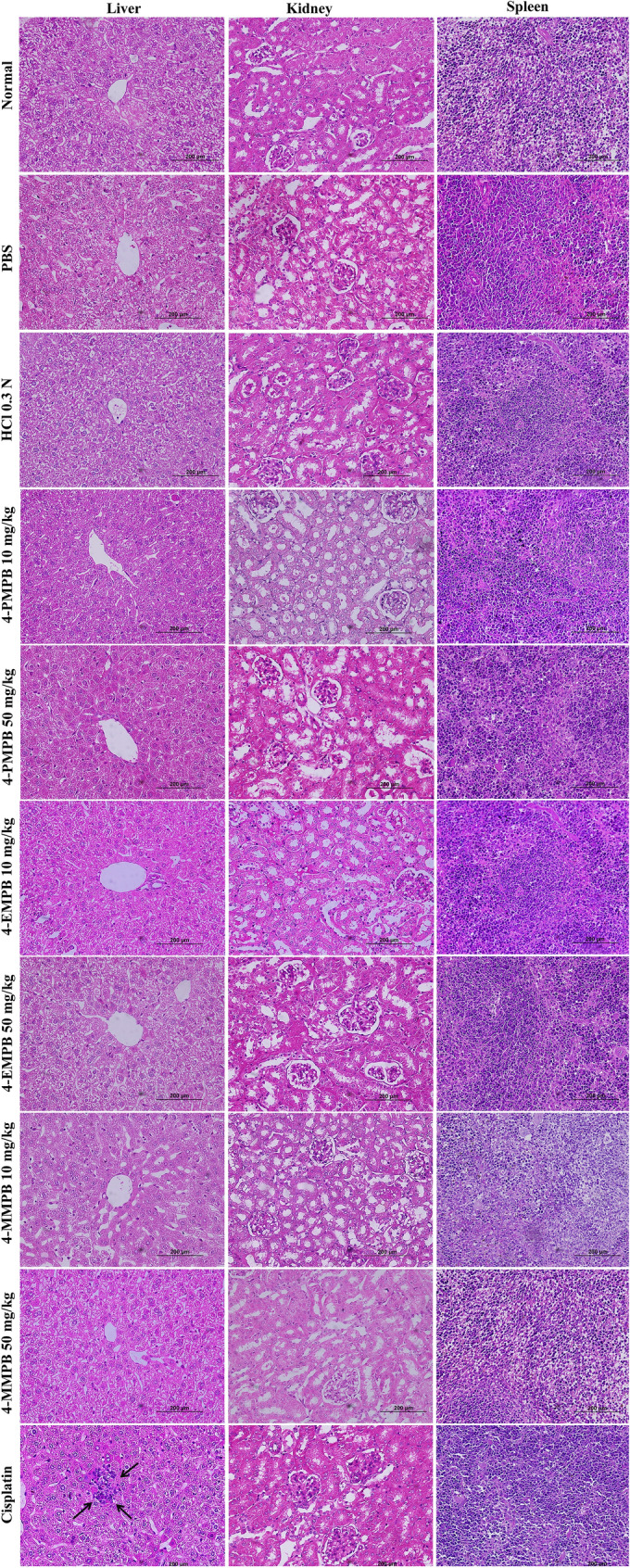 Fig. 8