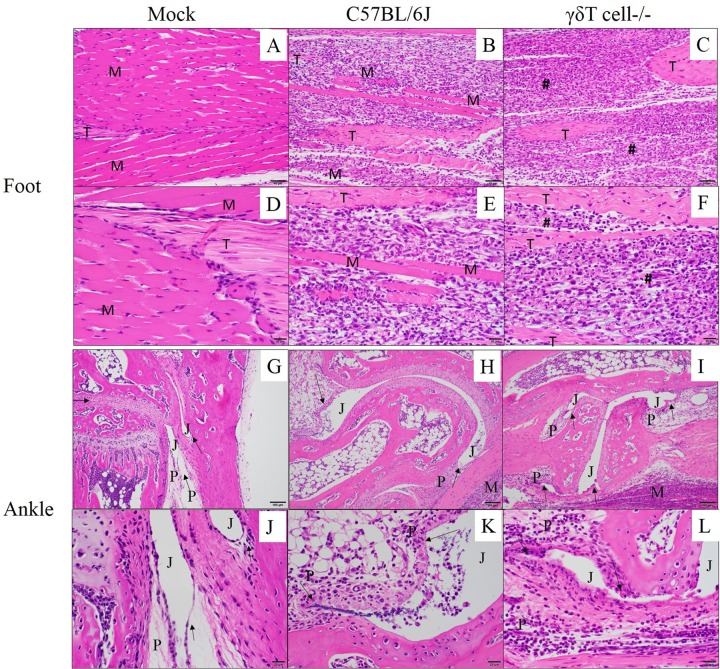 FIG 3