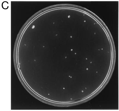 FIG. 2.