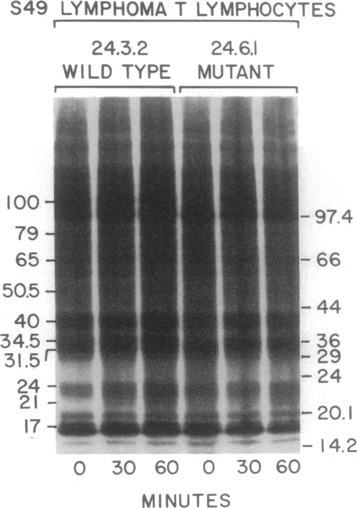 graphic file with name pnas01030-0360-a.jpg