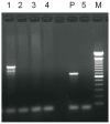 Fig 5
