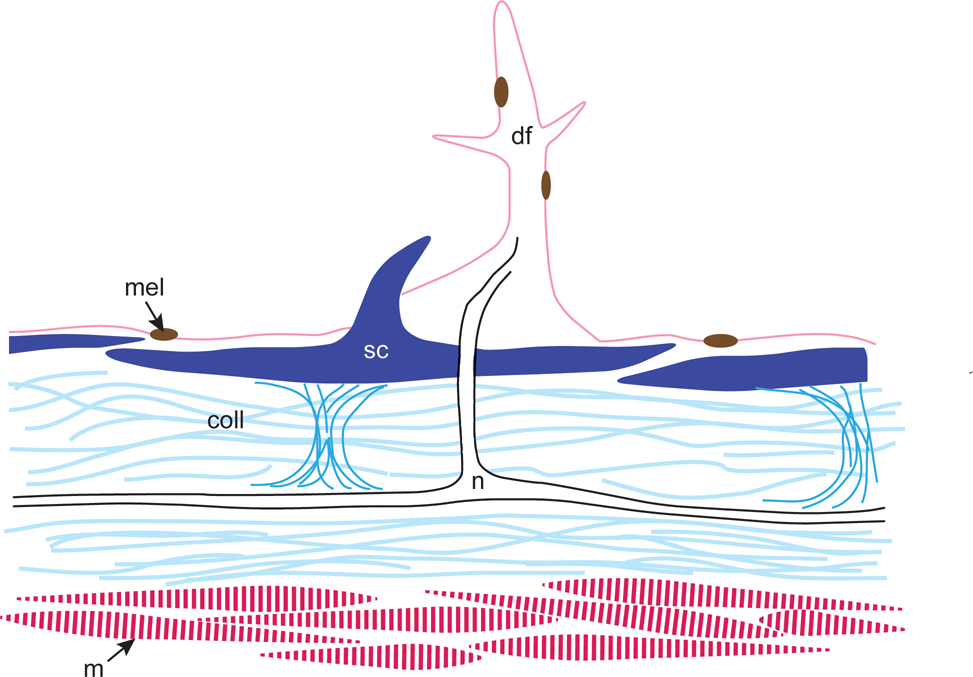 Figure 9: