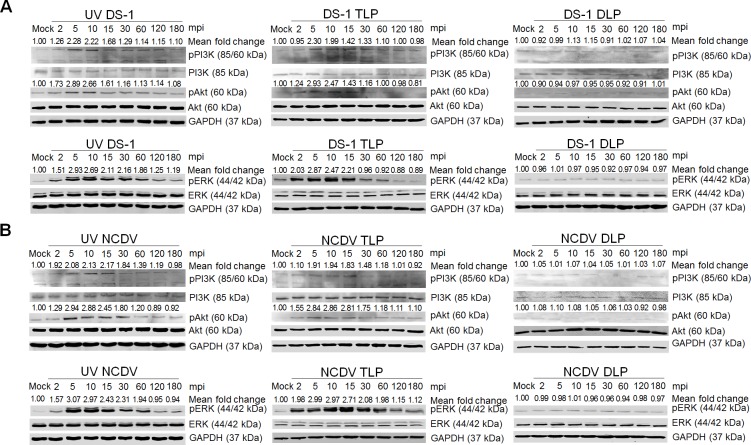 Fig 10