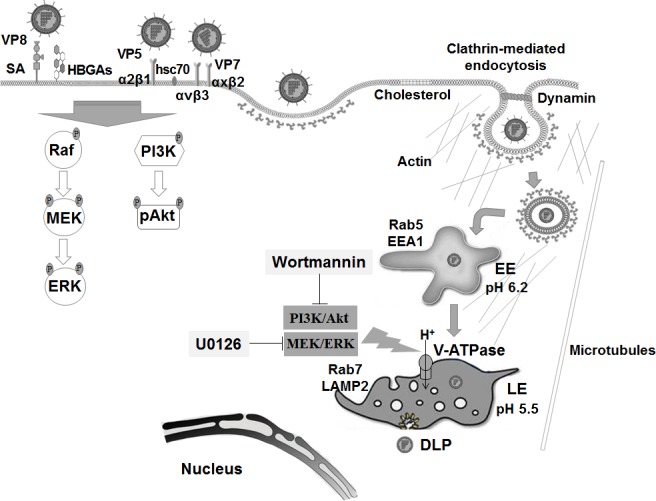 Fig 11