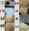 Figure 21