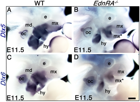 Fig. 5.