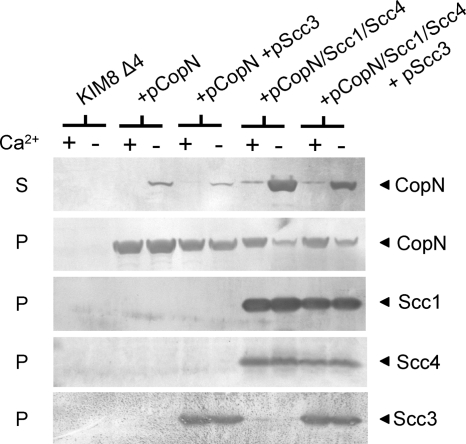 Fig. 5.