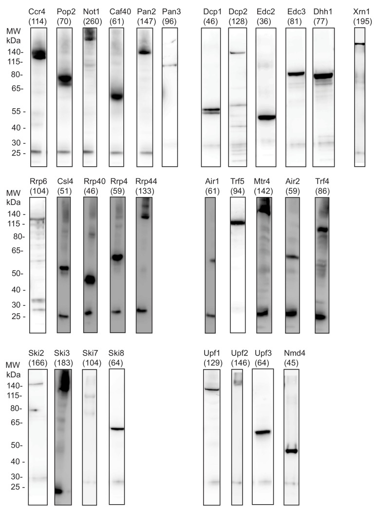 Figure 1—figure supplement 2.