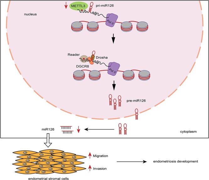 Graphical Abstract