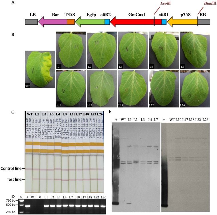 Fig 2