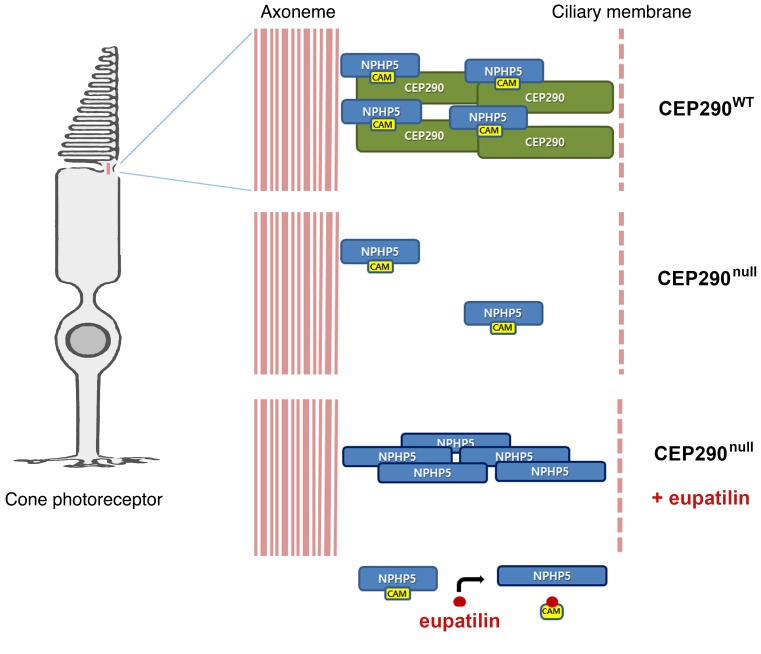 graphic file with name jci-128-99232-g334.jpg