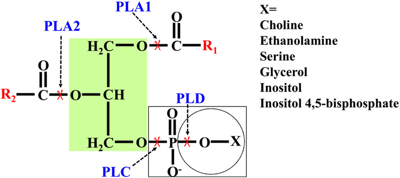 Fig. 1.