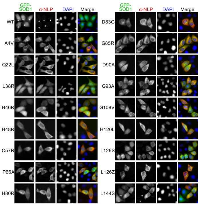 Figure 4—figure supplement 1.