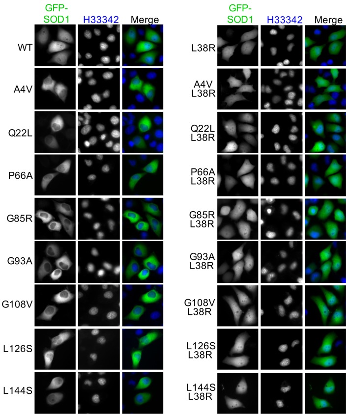 Figure 4—figure supplement 2.