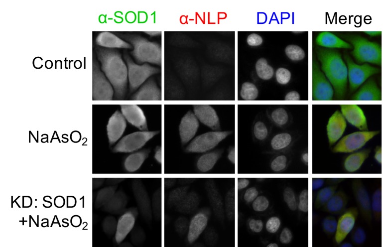 Figure 4—figure supplement 3.