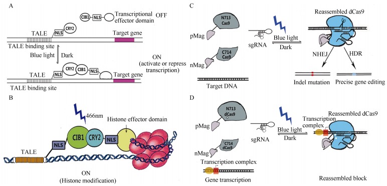 LITE: light-inducible transcriptional effectors.