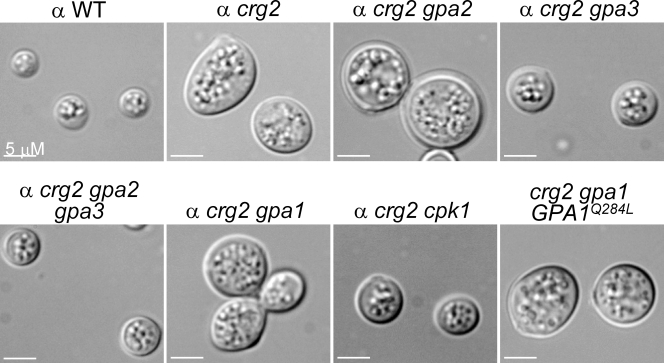 FIG. 3.