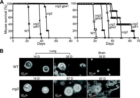 FIG. 7.