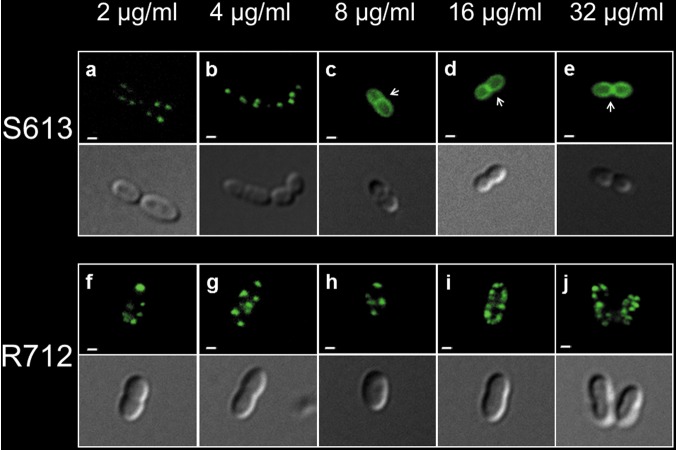 FIG 1 